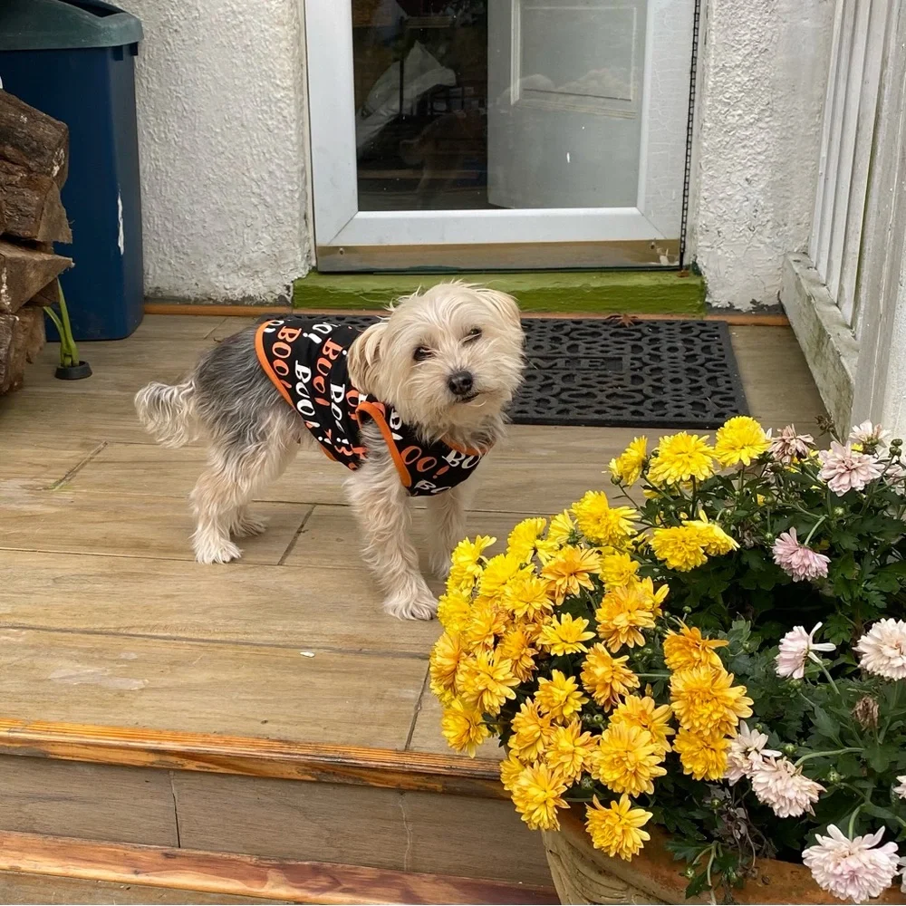 Boo & NFL Pup Jerseys